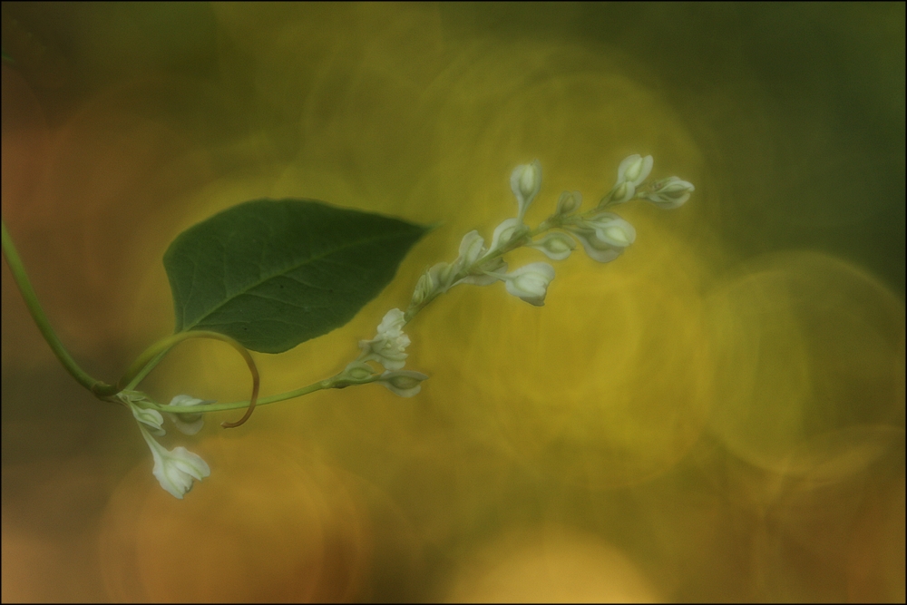 Knöterichblüten ...