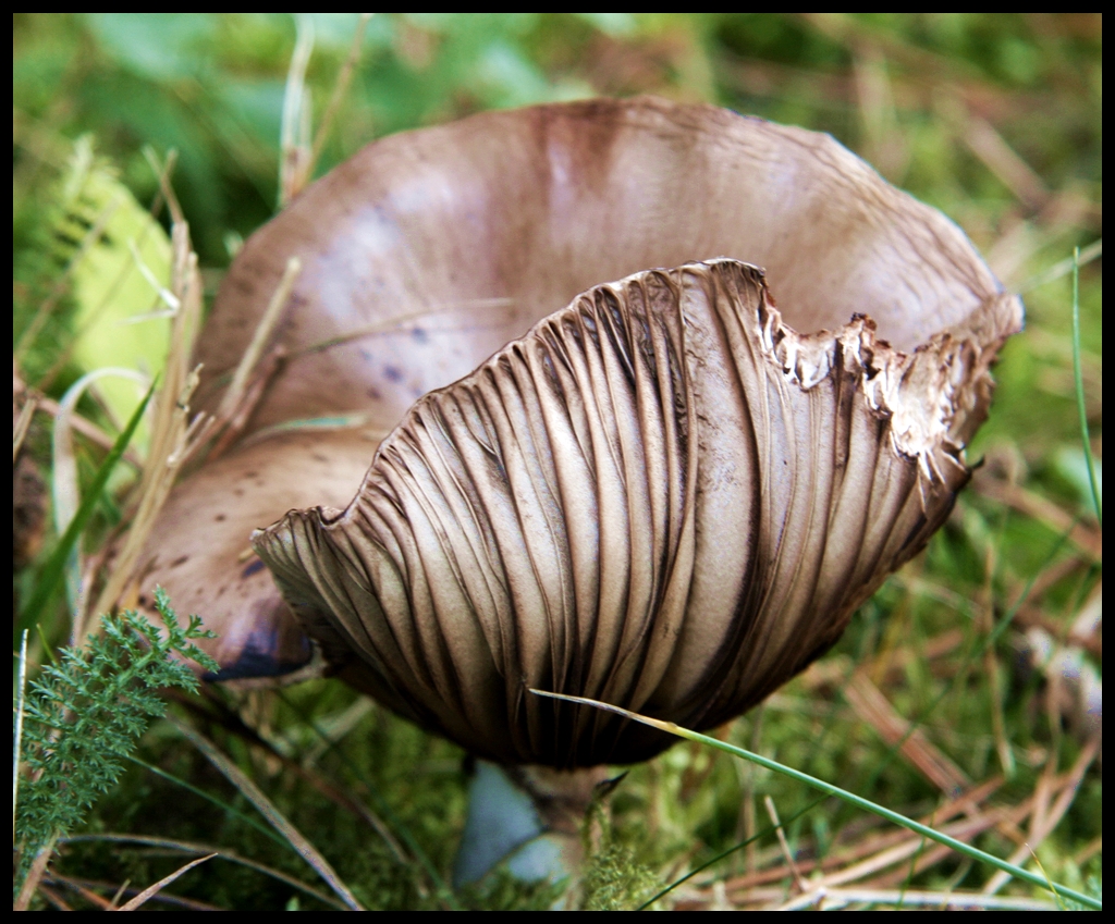 Knollenblätter Pilz ?