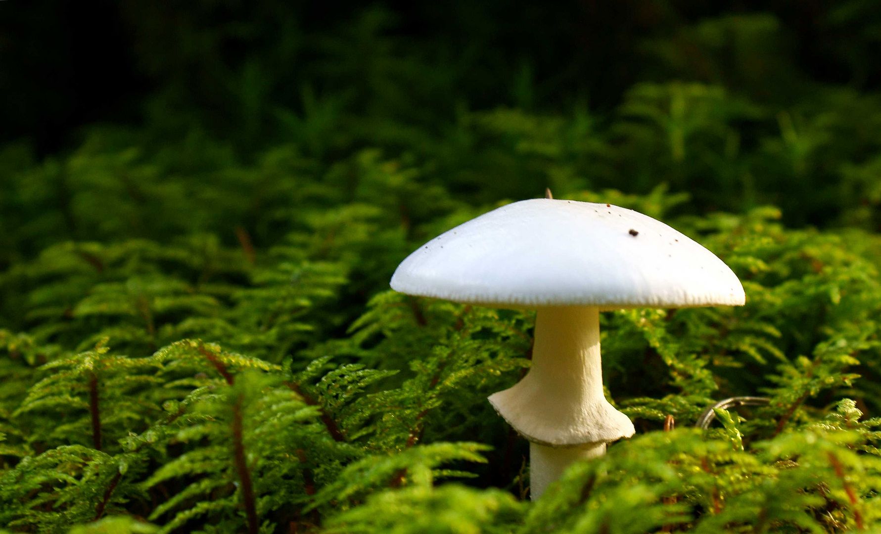 Knollenblätterpilz im Abendlicht