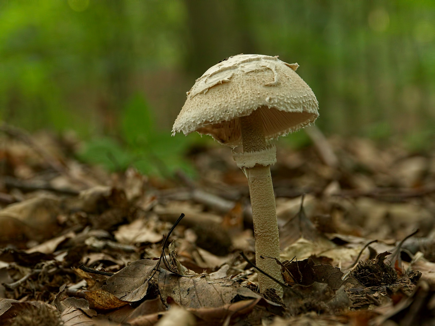 Knollenblätterpilz ? ... ist es keiner