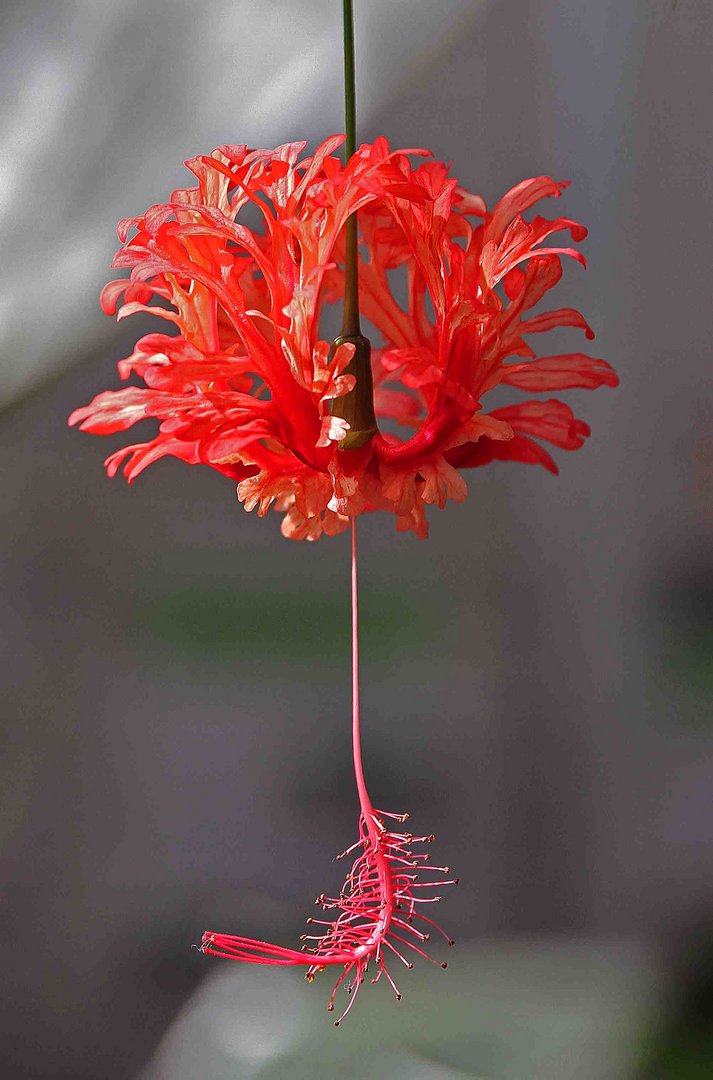 Knolleneibisch im Botanischen Garten in Ulm