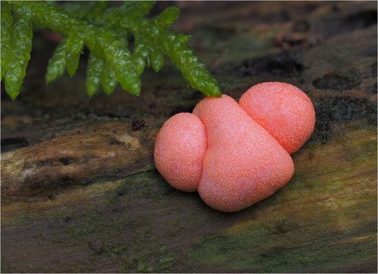 Knollennase mit Pausbacken.....