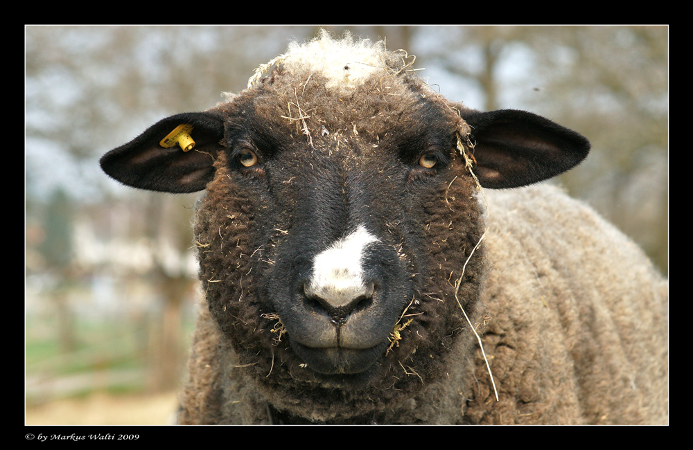 Knopf im Ohr = Steiff Tier ? Foto & Bild tiere, haustiere, nutztiere Bilder auf