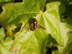 Knopf- oder Keulenhornblattwespe (Abia lonicerae)