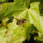 Knopf- oder Keulenhornblattwespe (Abia lonicerae)