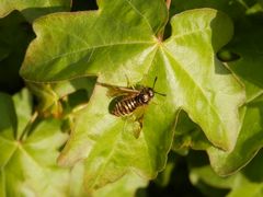 Knopf- oder Keulenhornblattwespe (Abia lonicerae)