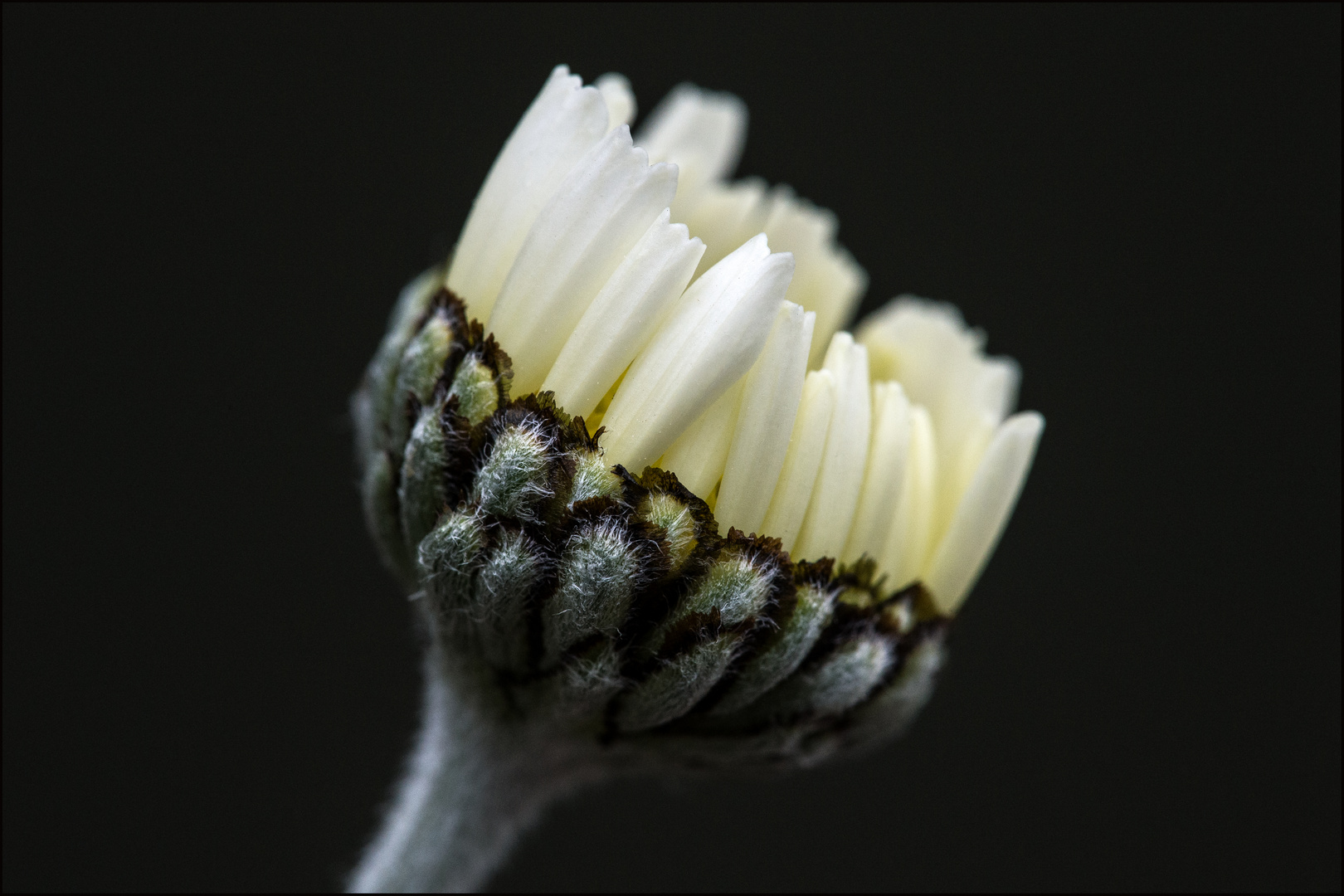 Knopf von einer Chrysantheme