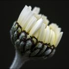 Knopf von einer Chrysantheme