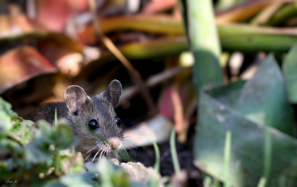 KNOPFAUGEN Foto &amp; Bild | makro, natur, tiere Bilder auf fotocommunity