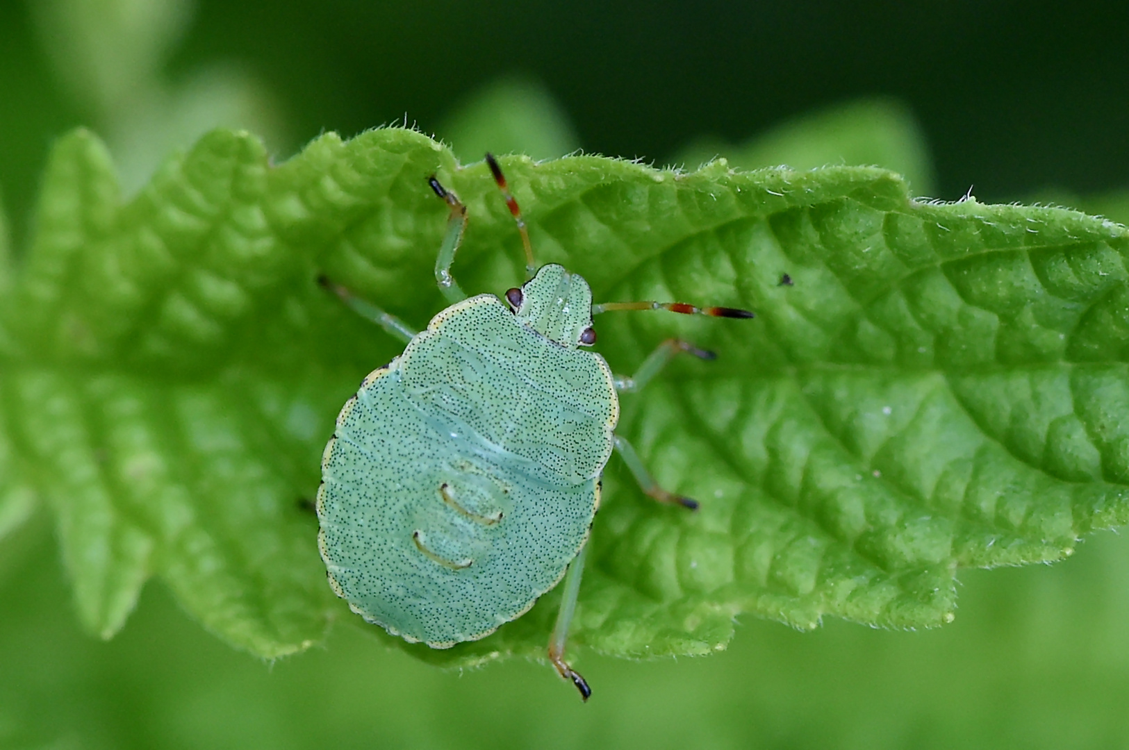 Knopfaugen Foto &amp; Bild | makro, natur, insekten Bilder auf fotocommunity