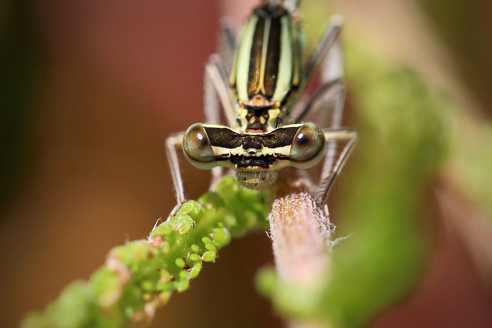 Knopfaugen-Blicke (8) Foto &amp; Bild | sommer, outdoor, makro Bilder auf ...