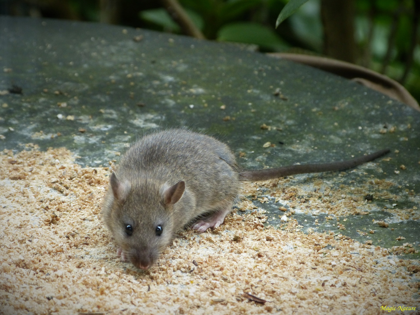 Knopfaugen (Wanderratte)