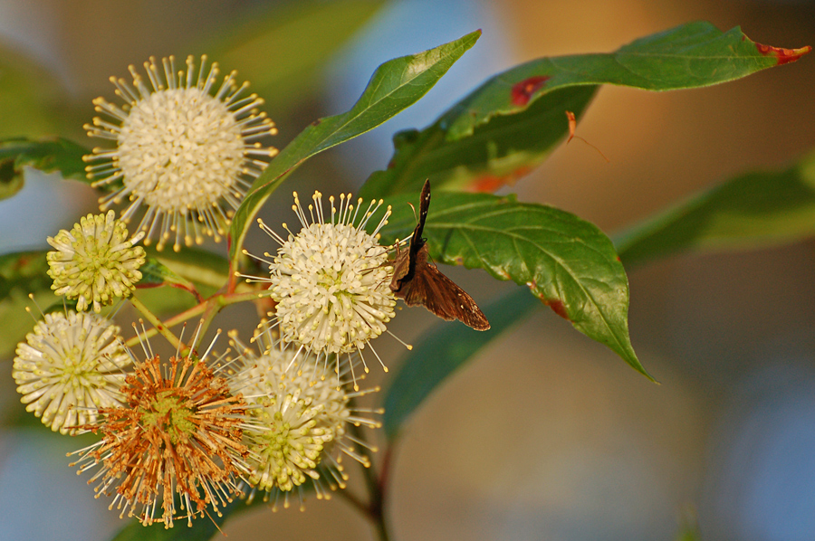 Knopfblume, auch Honigball - Buttonbush (Cephalanthus occidentalis)