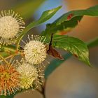 Knopfblume, auch Honigball - Buttonbush (Cephalanthus occidentalis)