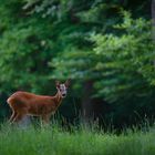 Knopfbock im Wald