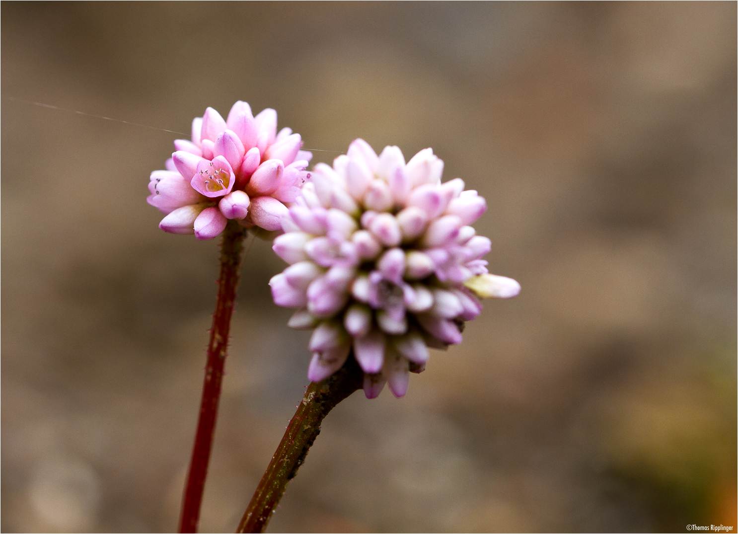 Knopfiger Knöterich (Persicaria capitata) .