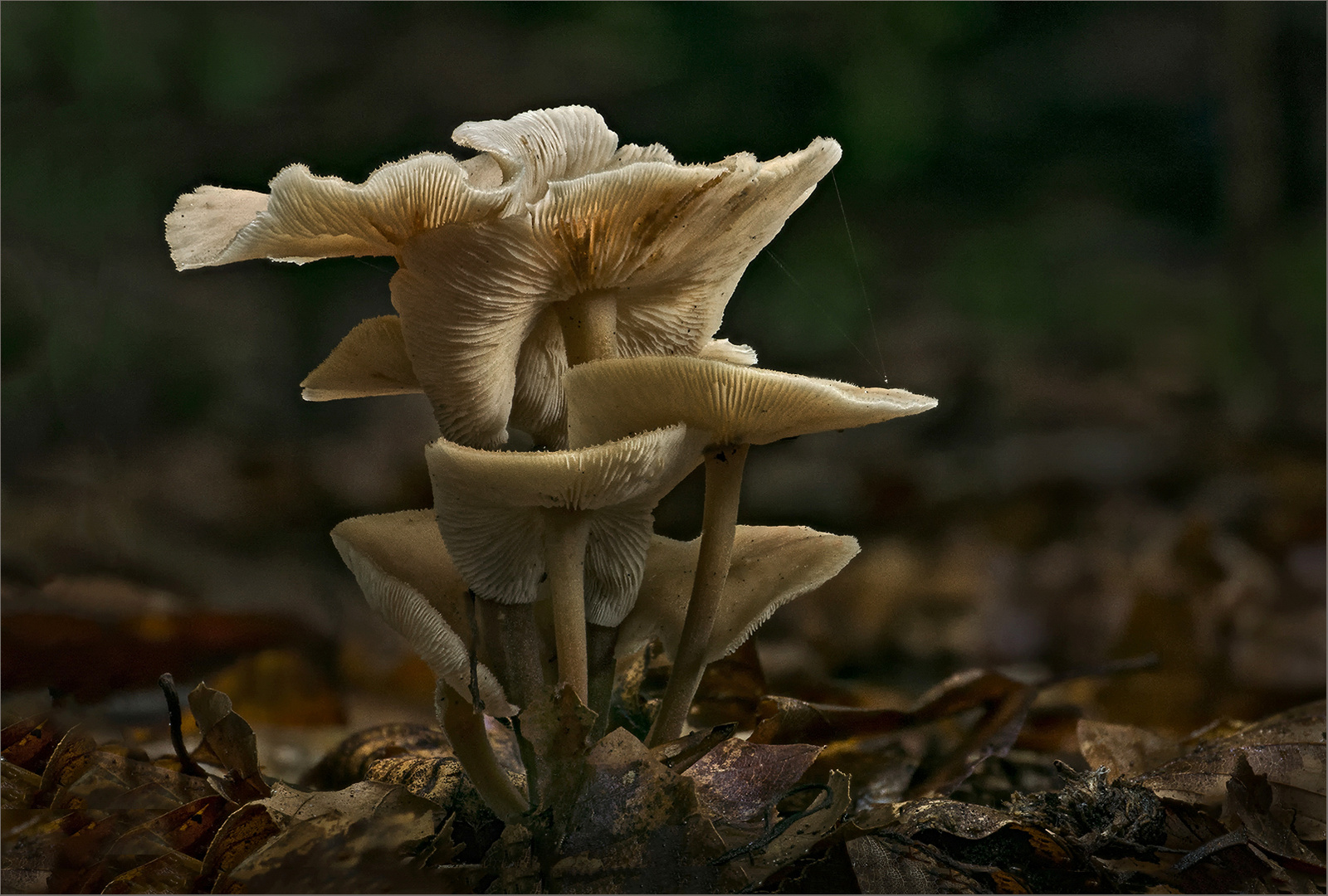 Knopfstieliger Rübling