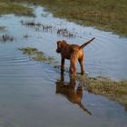 (k)Nordsee Strahlerfilter