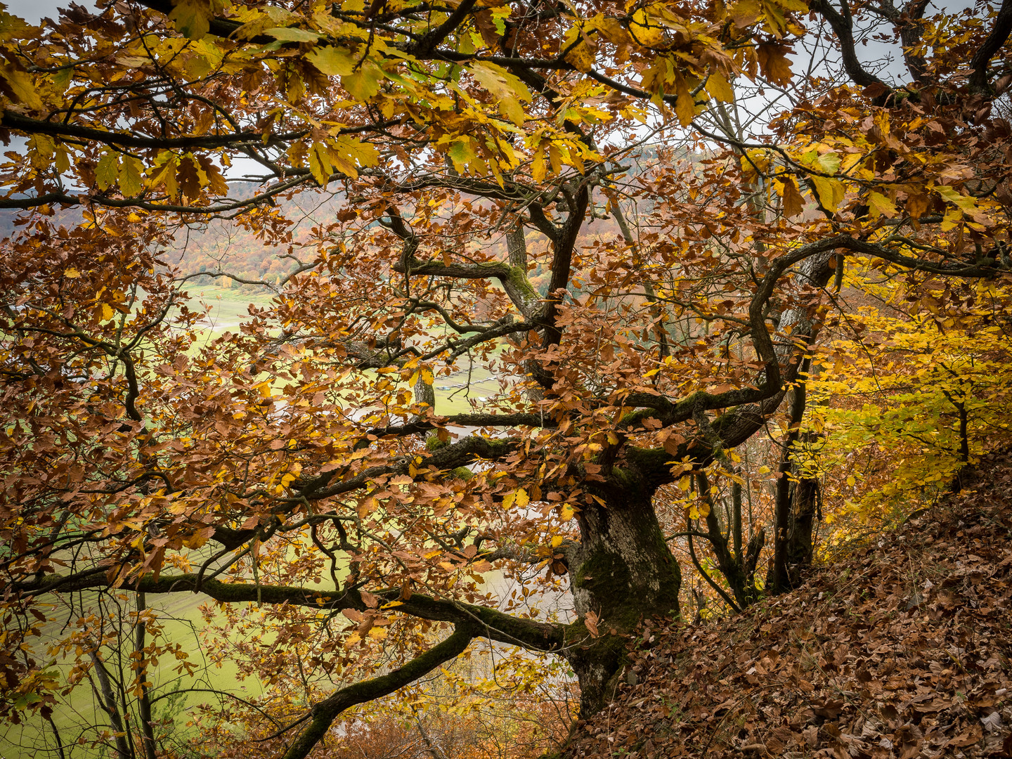 Knorreichenweg 3