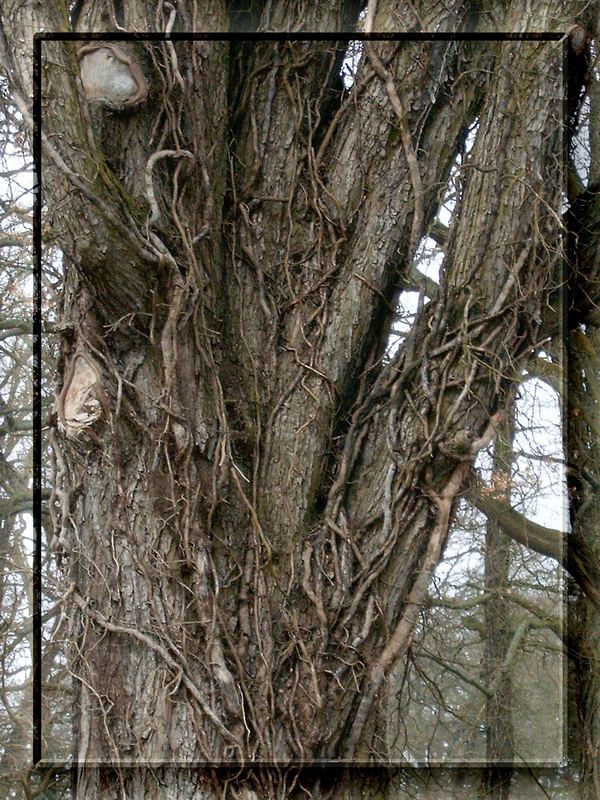 Knorrig aber nicht Knurrig Foto & Bild pflanzen, pilze & flechten