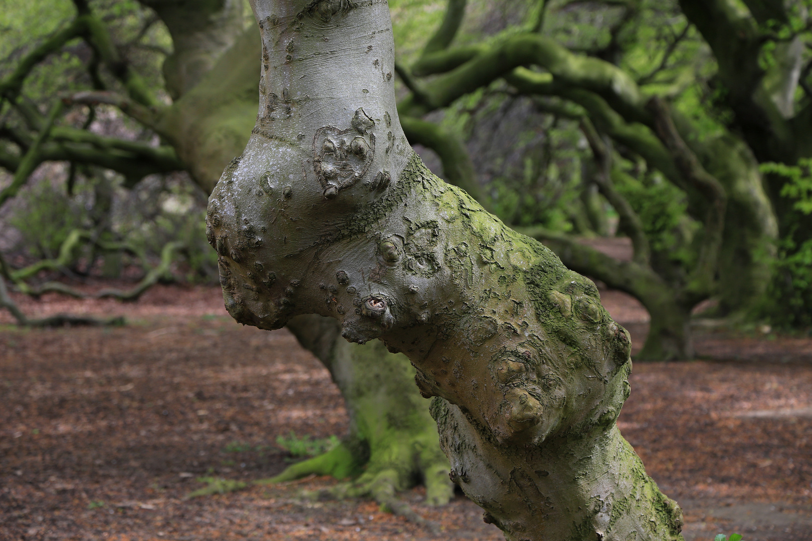 knorrig Foto & Bild süntelbuchen, baum, natur Bilder auf