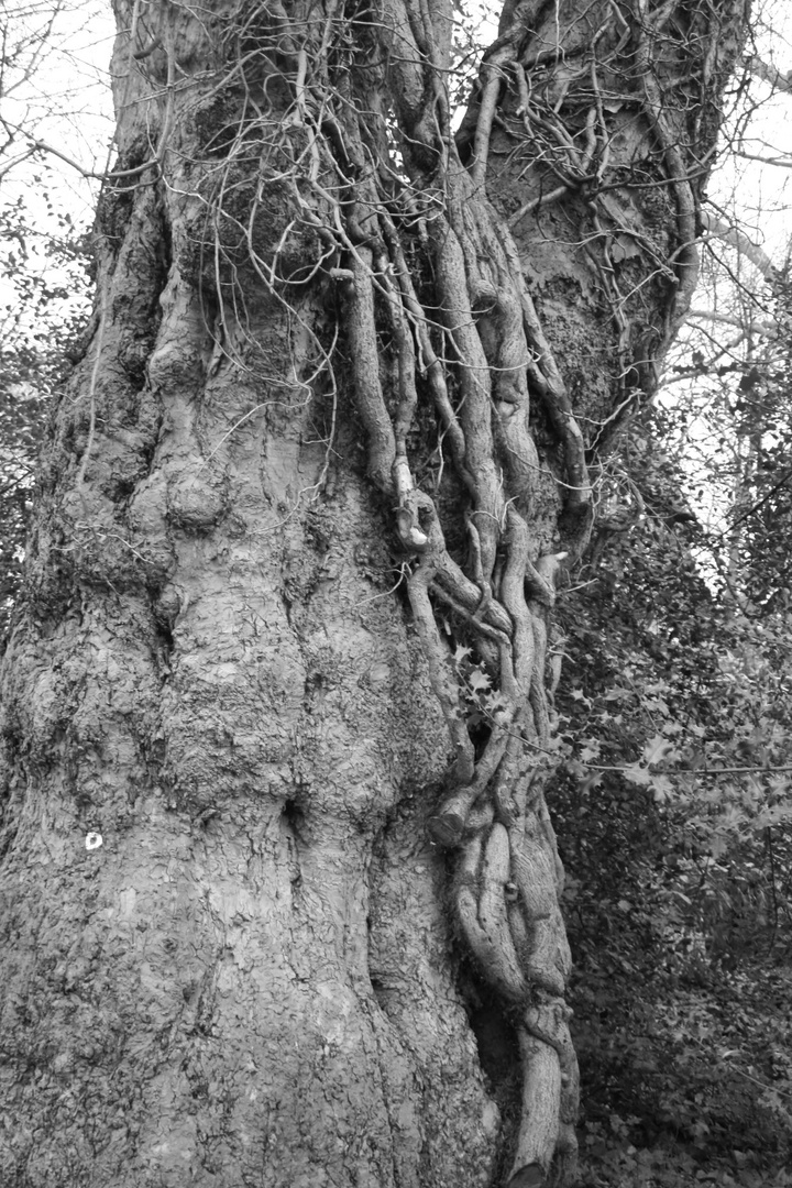 knorrig bewachsener winterlicher Baum (schwarzweiss)