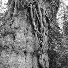 knorrig bewachsener winterlicher Baum (schwarzweiss)