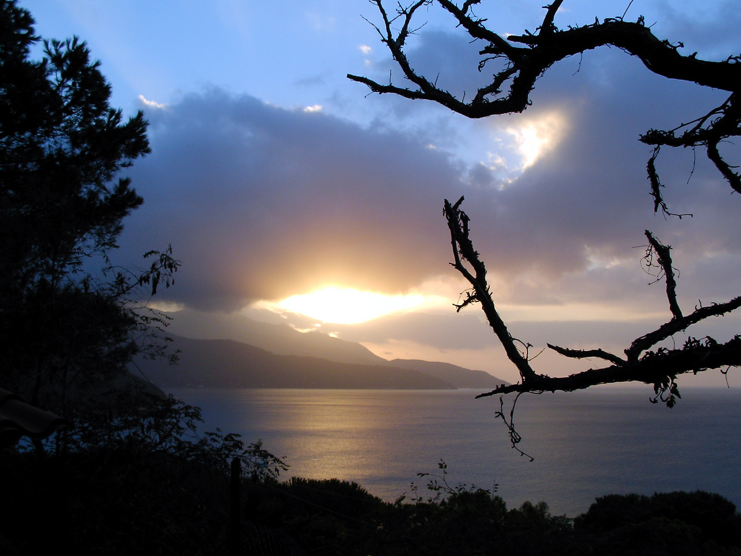 knorrige Äste in Abenddämmerung auf Elba