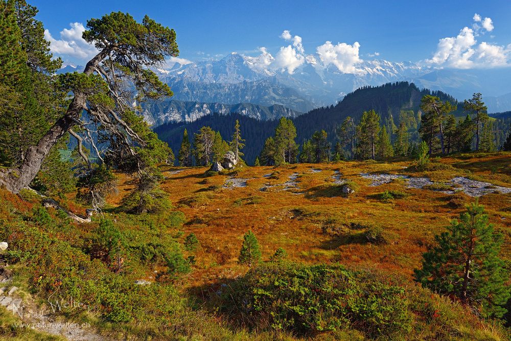 Knorrige Baumriesen mit Aussicht