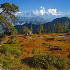 Knorrige Baumriesen mit Aussicht