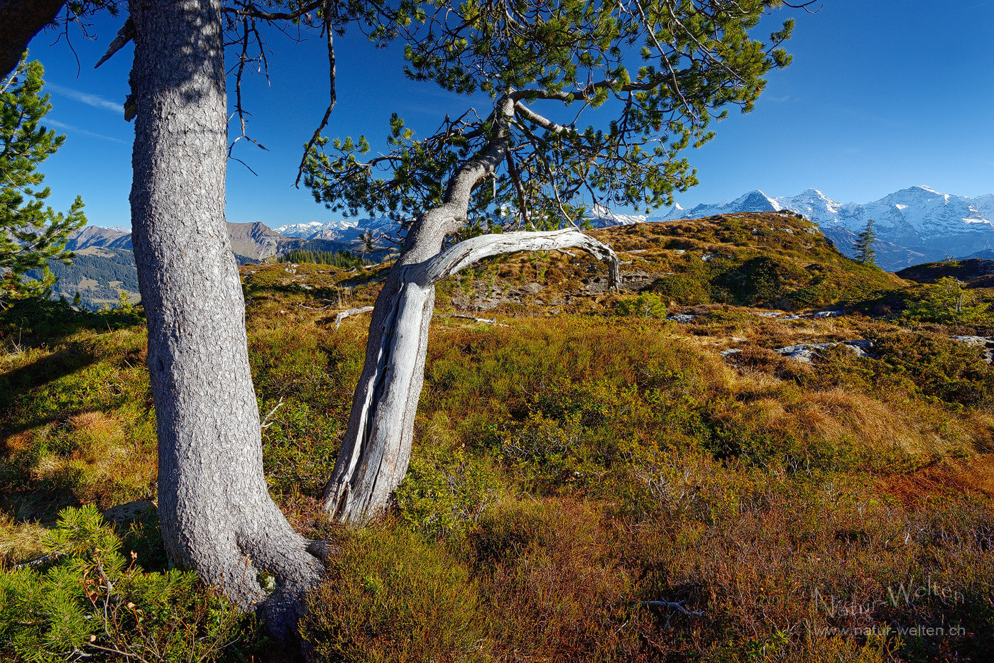 Knorrige Bergföhren