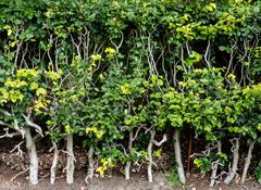 Knorrige Hecke