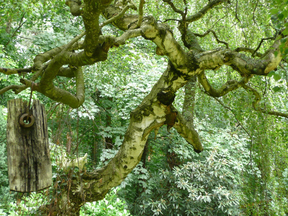 knorrige windungen im zauberwald