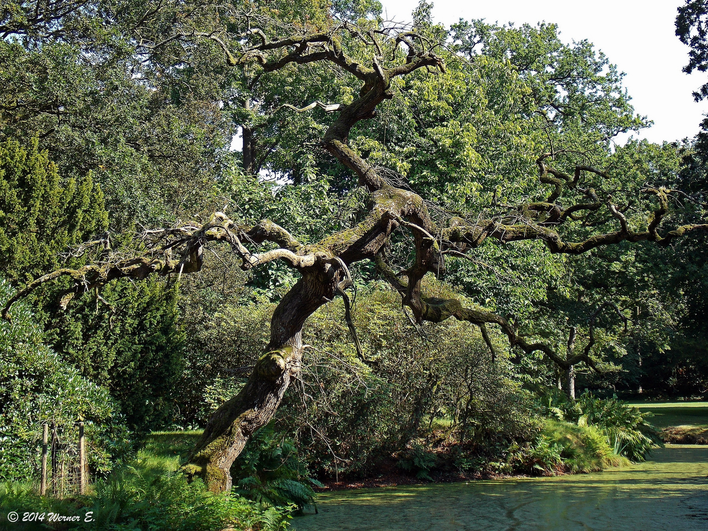 Knorriger alter Baum, der Nachwuchs kommt links daneben