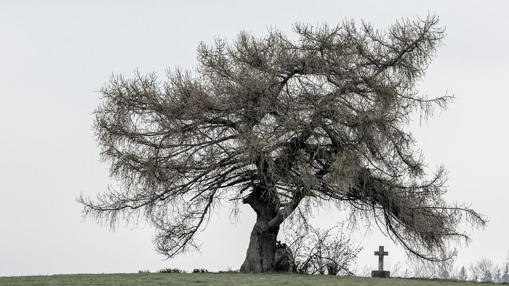 Knorriger Alter, heute ohne Spaziergänger