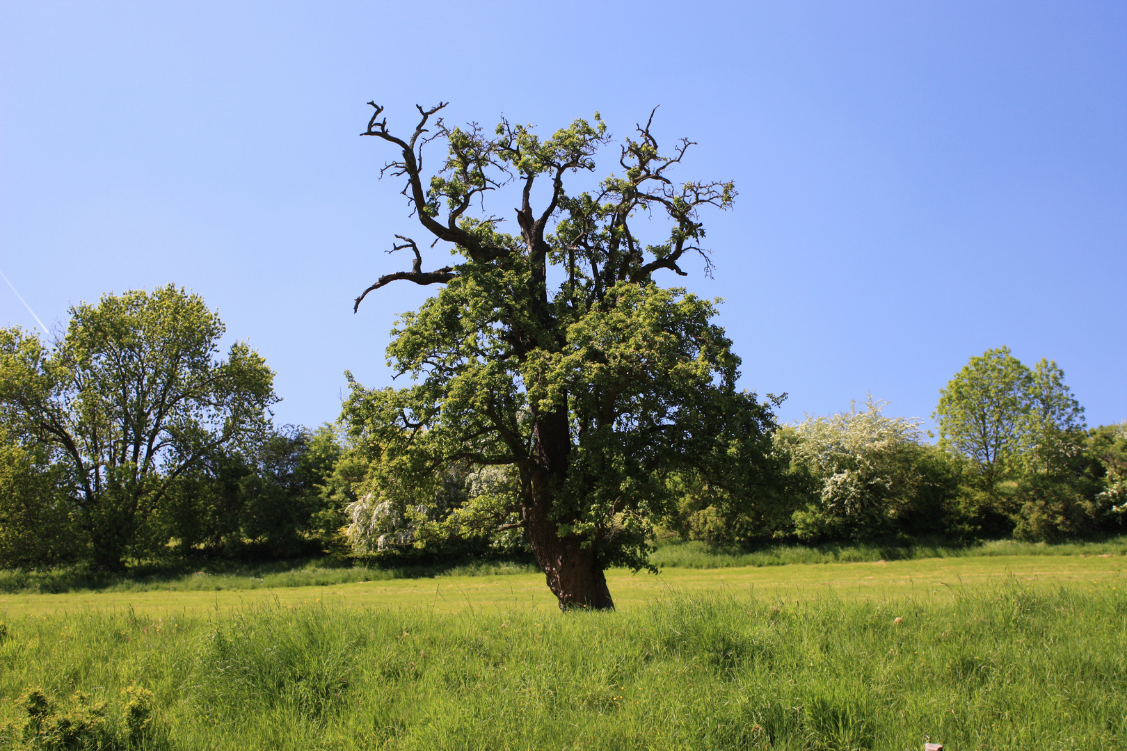 Knorriger Baum