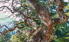 knorriger Baum