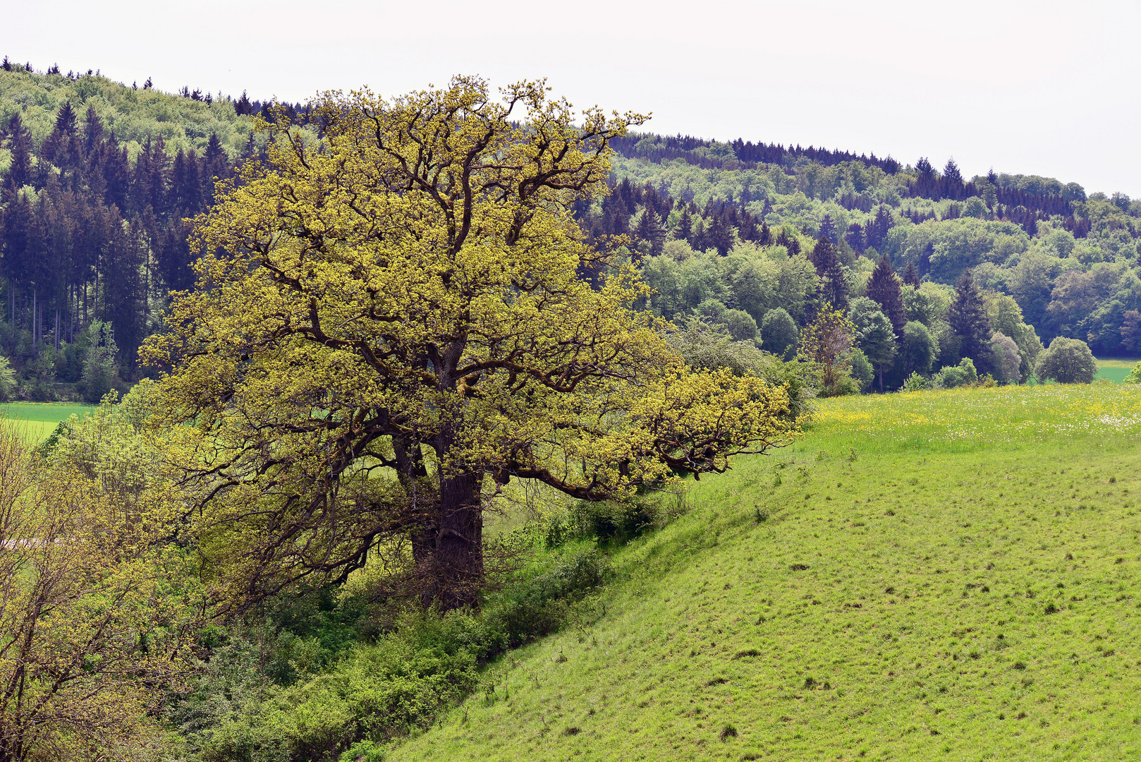 knorriger Baum