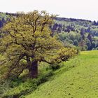 knorriger Baum