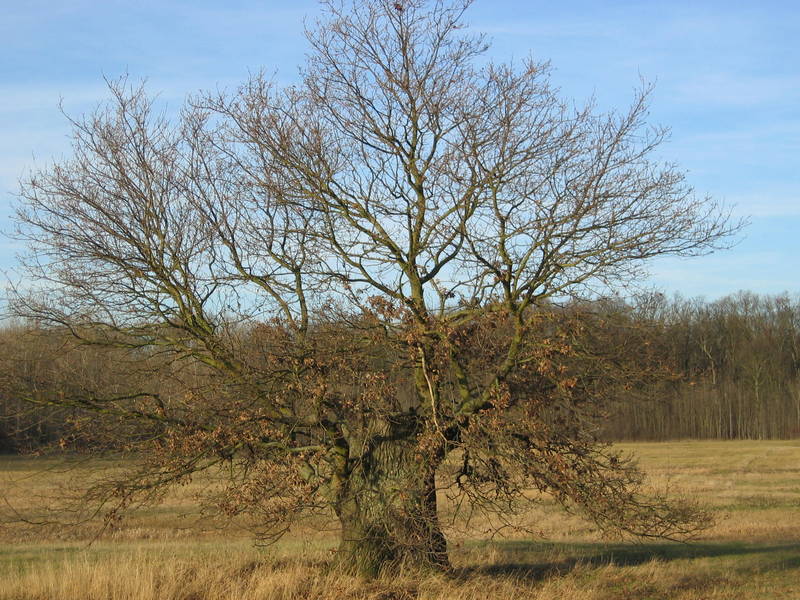 knorriger Baum am Kühkopf