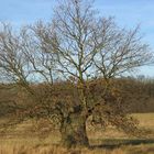 knorriger Baum am Kühkopf