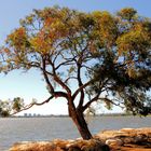 Knorriger Baum am Ufer des Swan River