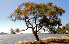 Knorriger Baum am Ufer des Swan River