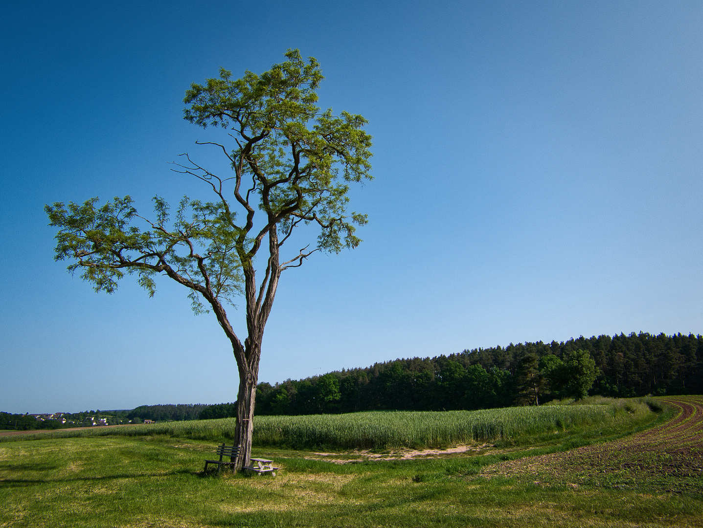 Knorriger Baum