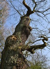 Knorriger Baum