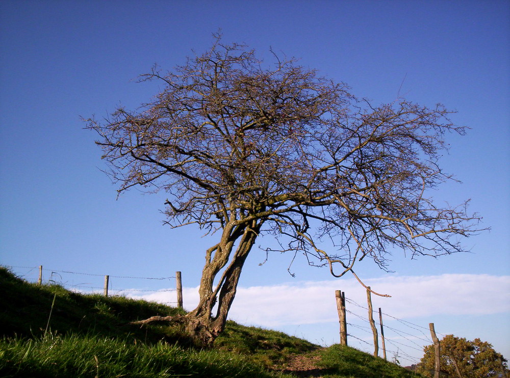 knorriger Baum