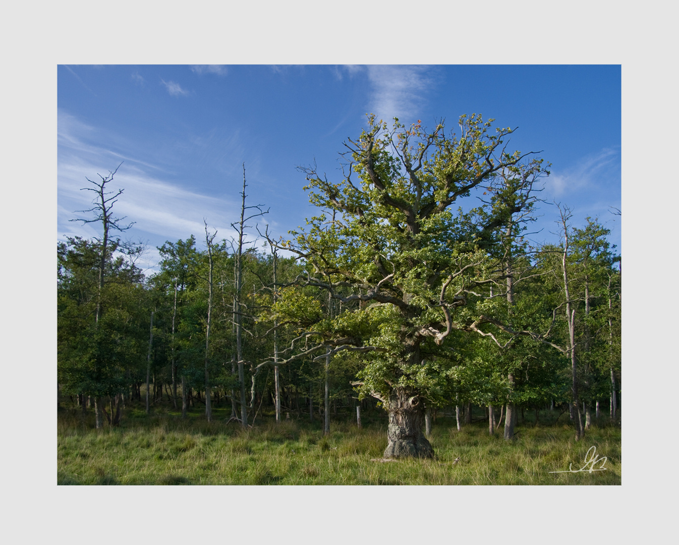 knorriger Baum