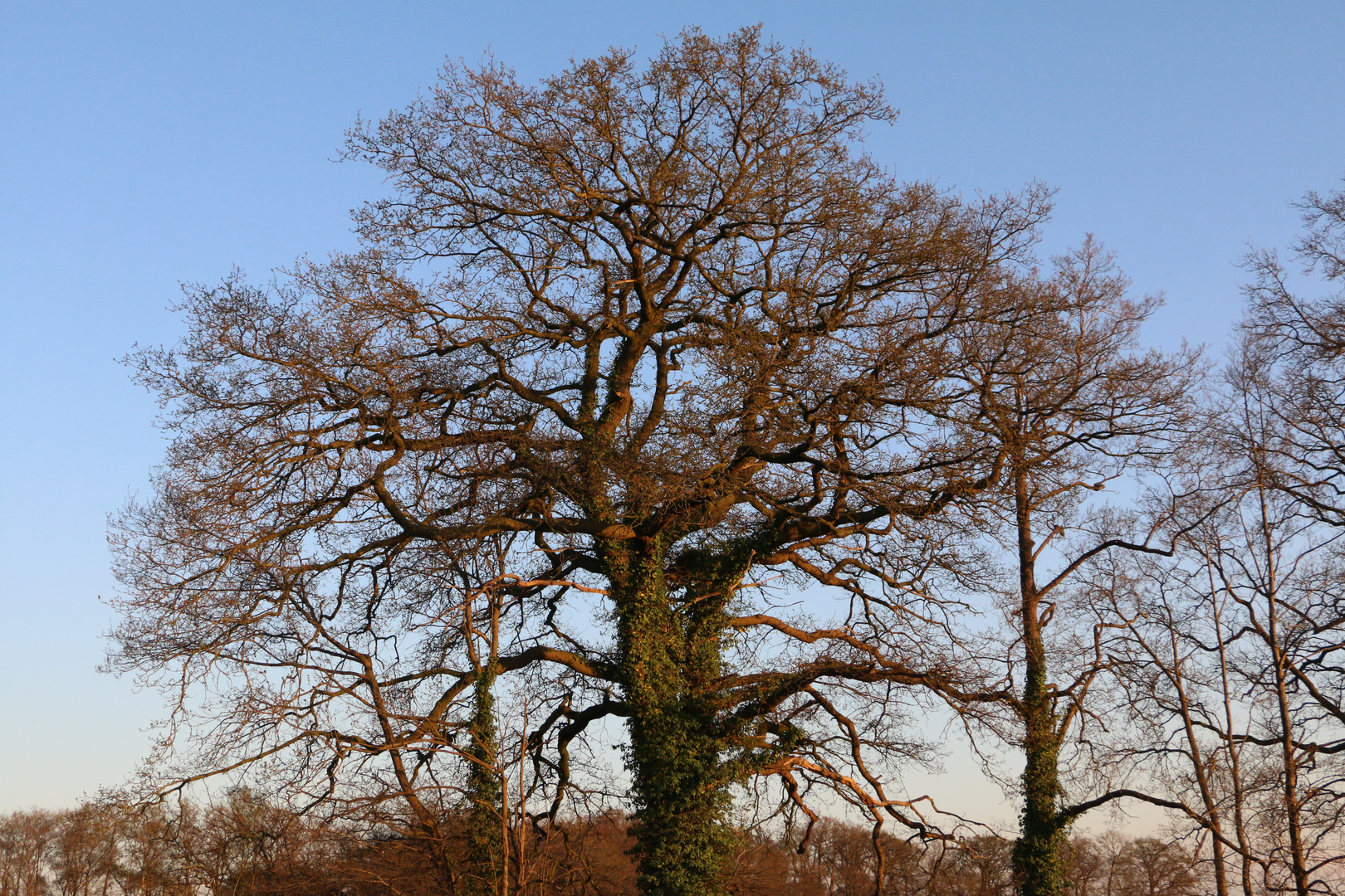 Knorriger Baum