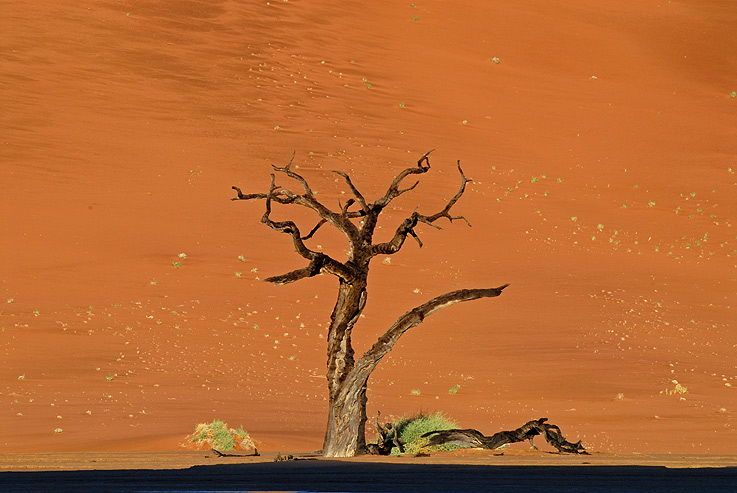 Knorriger Baum im Deadvlei