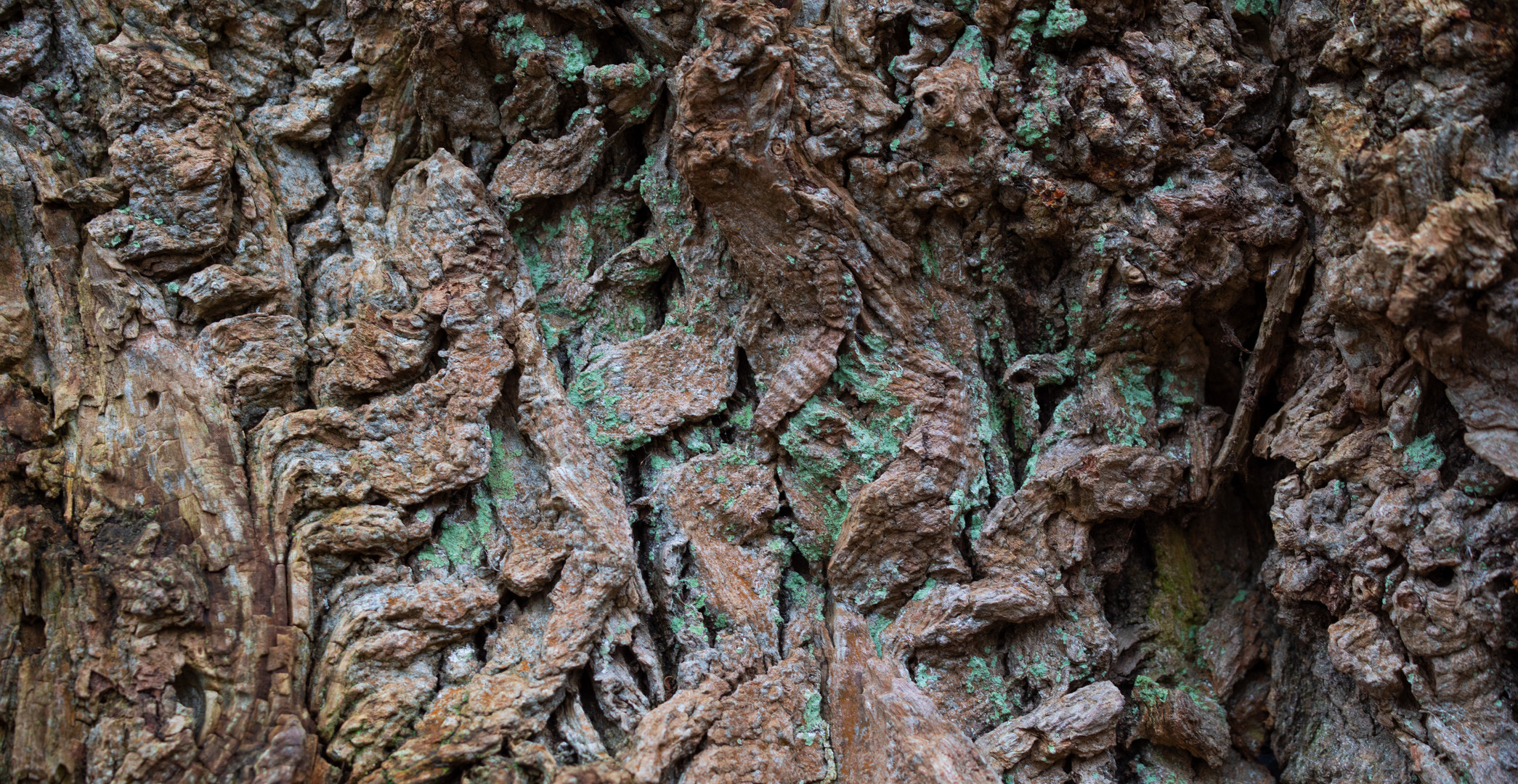 Knorriger Baum im Wannseegarten